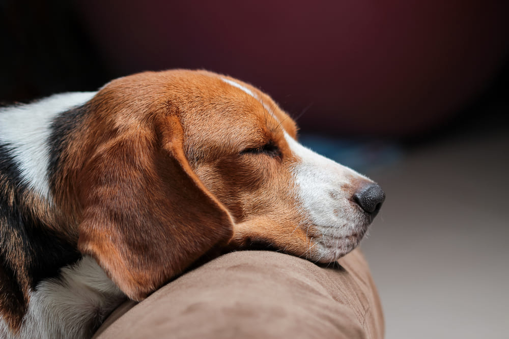 Пол не может влиять на то, сколько живут бигли