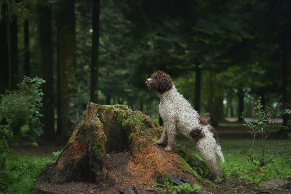 Лаготто романьоло может участвовать в спортивных мероприятиях
