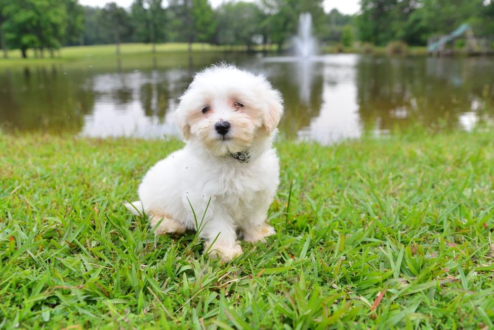 Питание мальтипу в пожилом возрасте