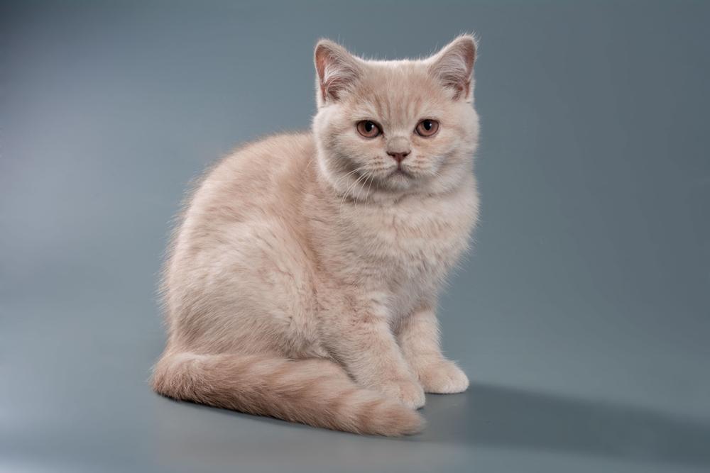 Самые необычные однотонные расцветки кошек: кремовый Самые необычные однотонные расцветки кошек: кремовый