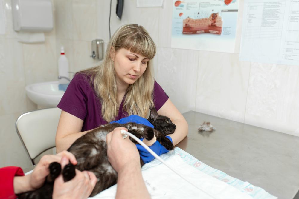 диагностика колита у кошек