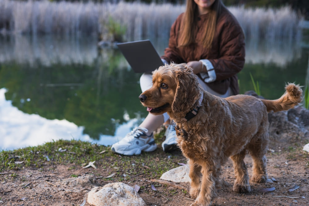 Течка у спаниеля проходит поэтапно