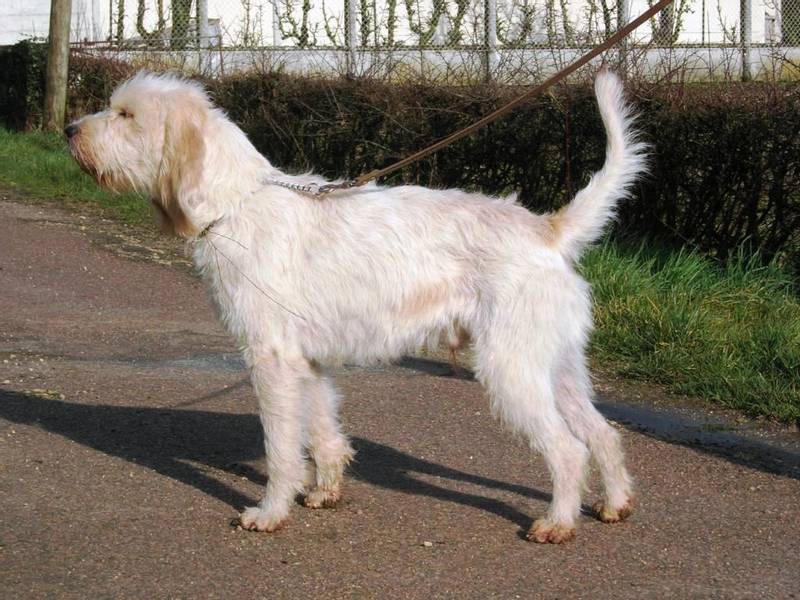 редкие французские породы: большой вандейский гриффон.jpg редкие французские породы: большой вандейский гриффон.jpg