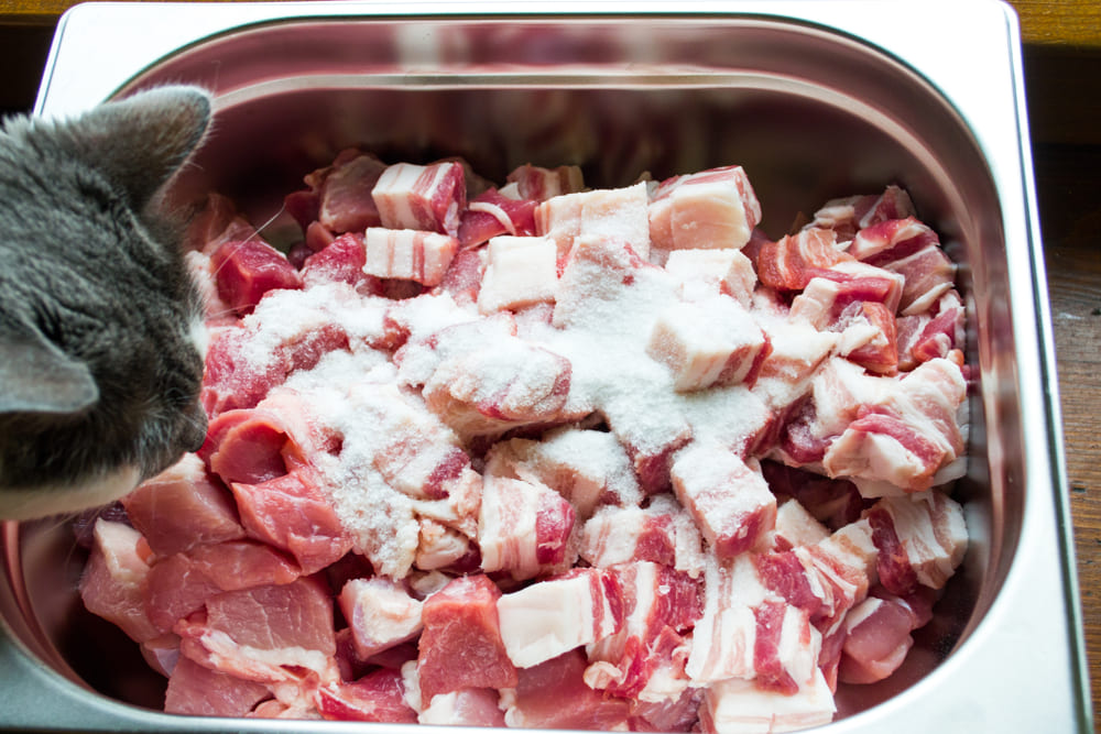 Важно знать, можно ли кошкам сало