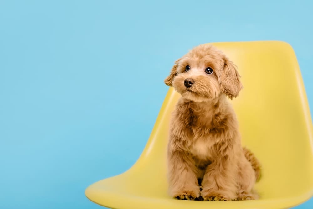 Владельцу надо знать, сколько длится беременность у мальтипу