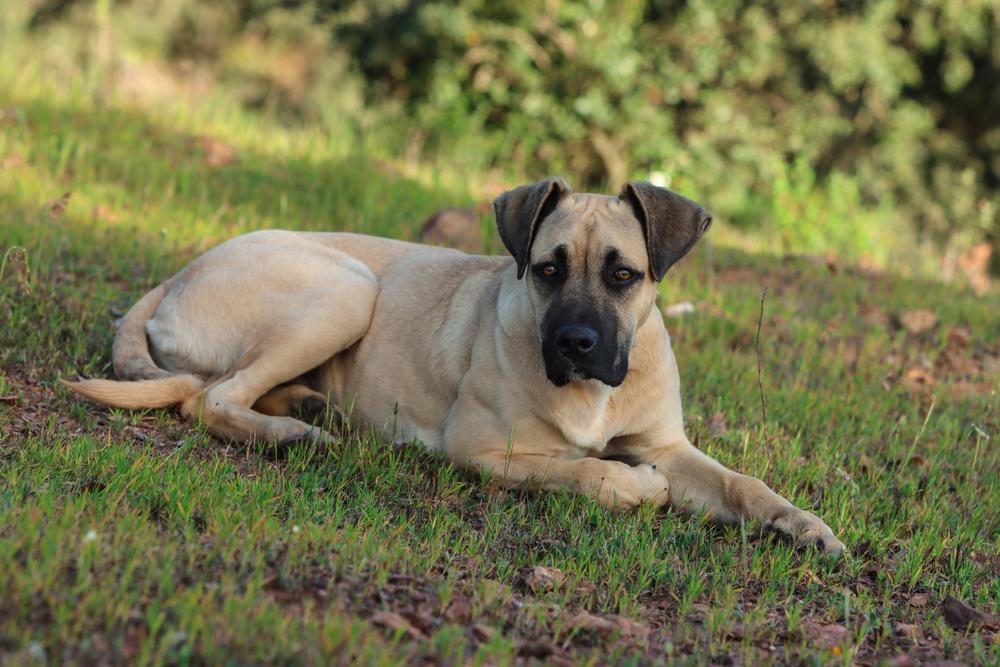 Здоровье и болезни аланской собаки