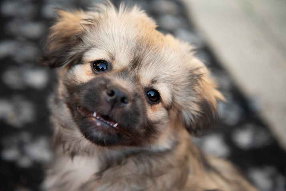 Тибетский спаниель требует определенных расходов