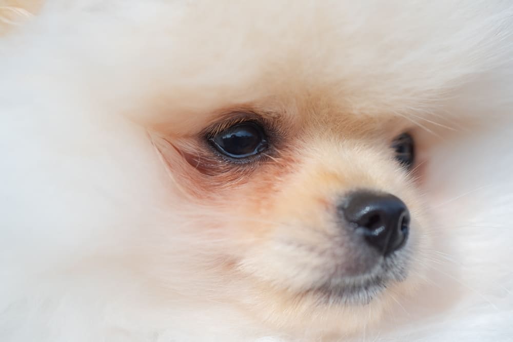 Течка у шпица сопровождается выделениями