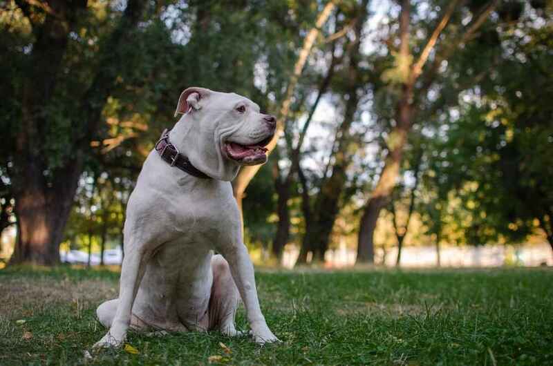 Вес американского бульдога растет по мере взросления собаки
