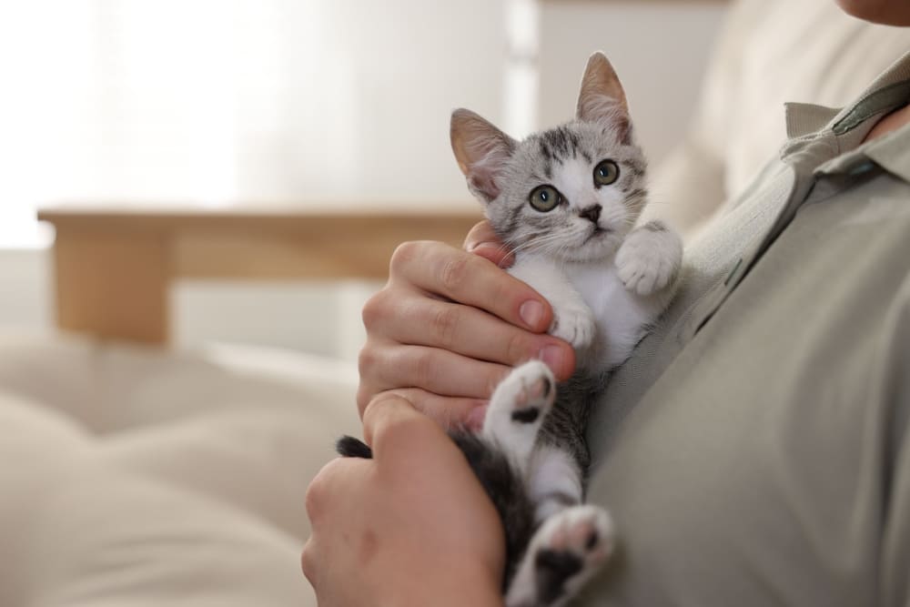 Нужно выяснить, почему котенок не мурлыкает