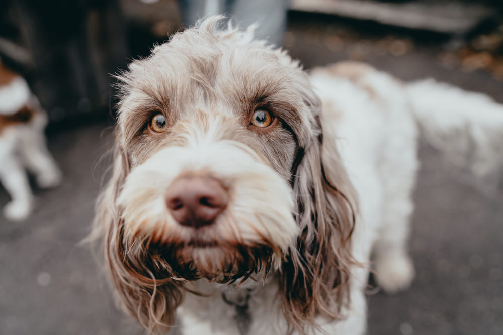 Итальянских спиноне сейчас почти не используют для охоты