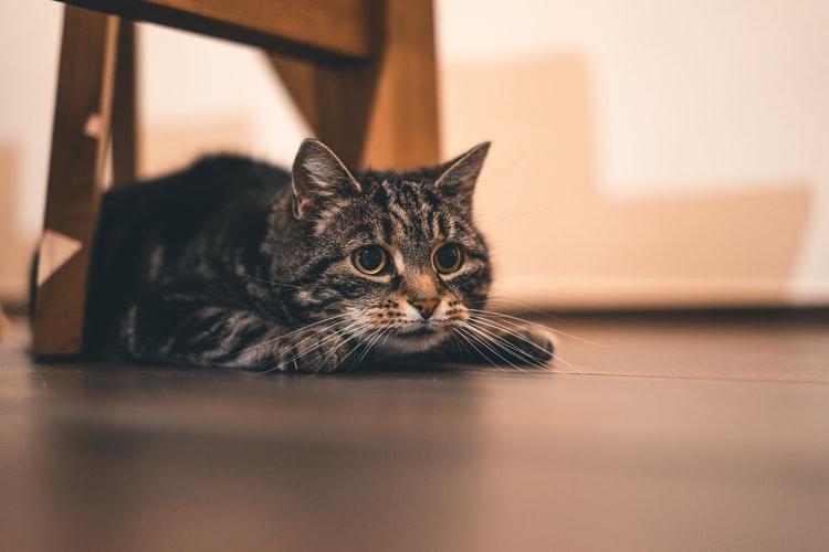 Что внутри кошки картинки. sposobnosti. Что внутри кошки картинки фото. Что внутри кошки картинки-sposobnosti. картинка Что внутри кошки картинки. картинка sposobnosti.