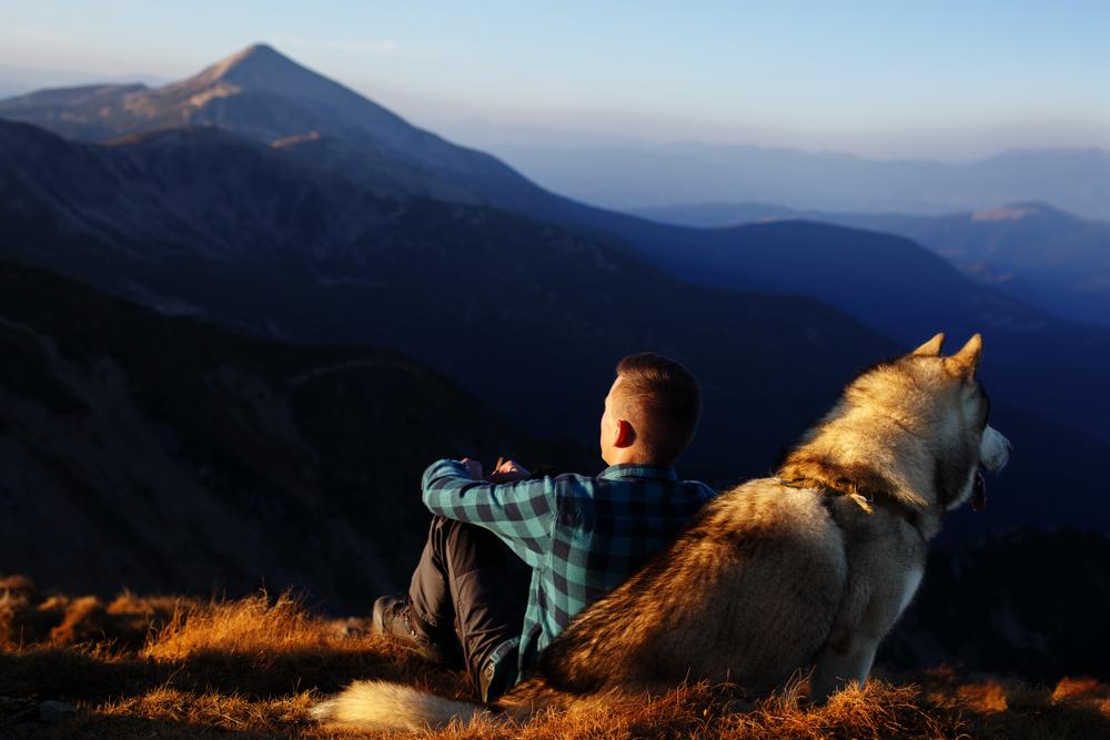 Какому владельцу подойдет хаски и маламут?