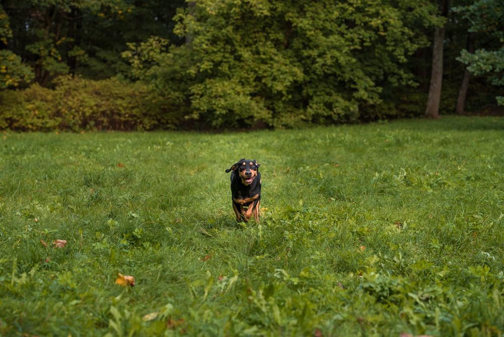 Содержание литовской гончей