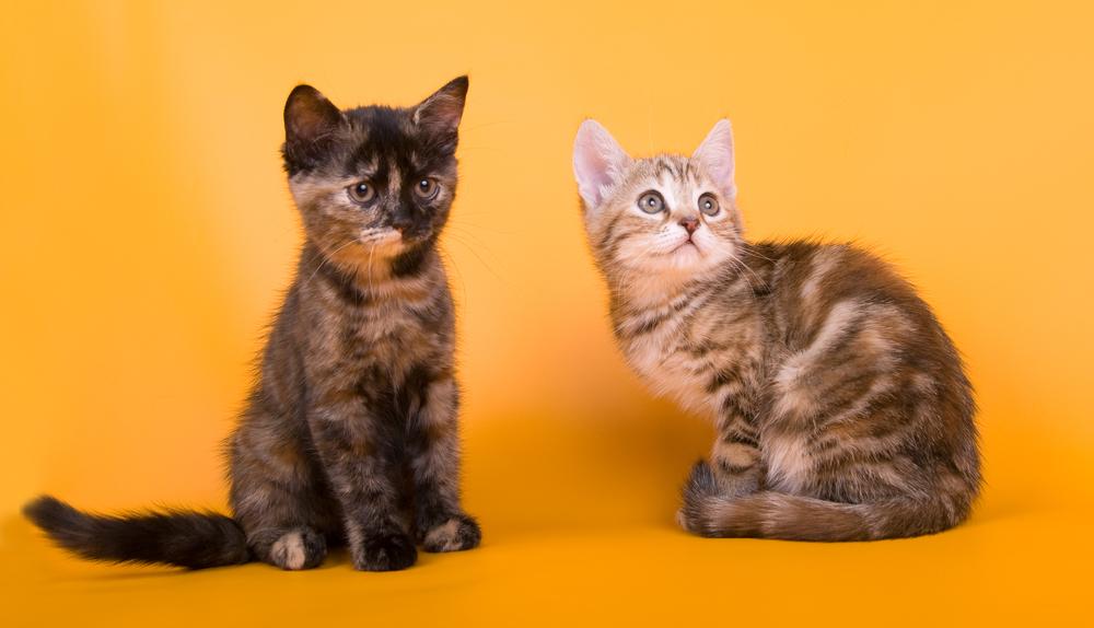 Советы по выбору котенка австралийского миста 