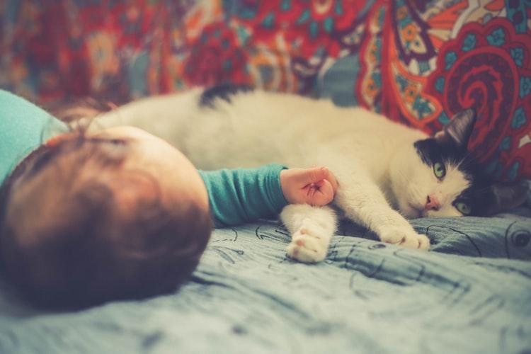 Как отучить кошку от совместного сна