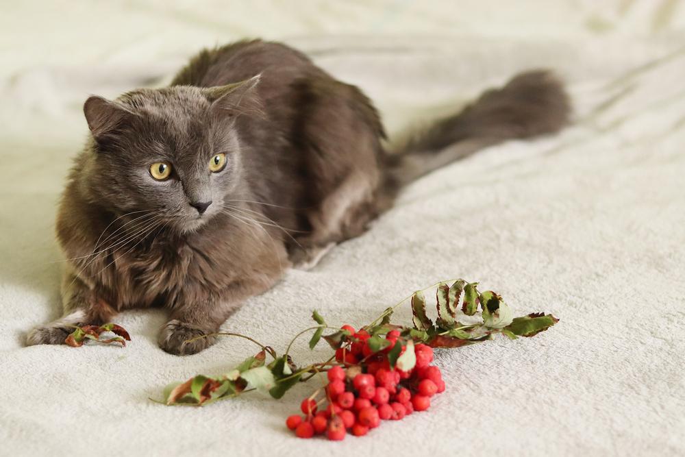 Как выглядит нибелунг