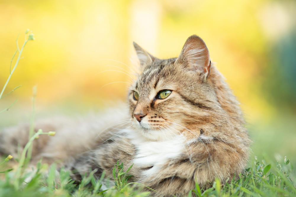 Активность влияет на то, сколько проживет сибирская кошка