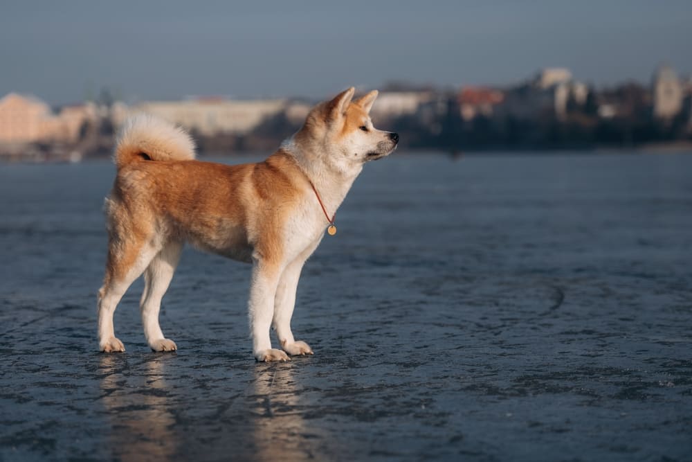 Важно знать, сколько весит акита-ину в норме