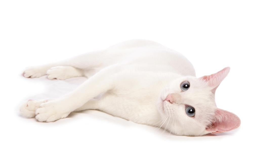 Возможные заболевания као мани