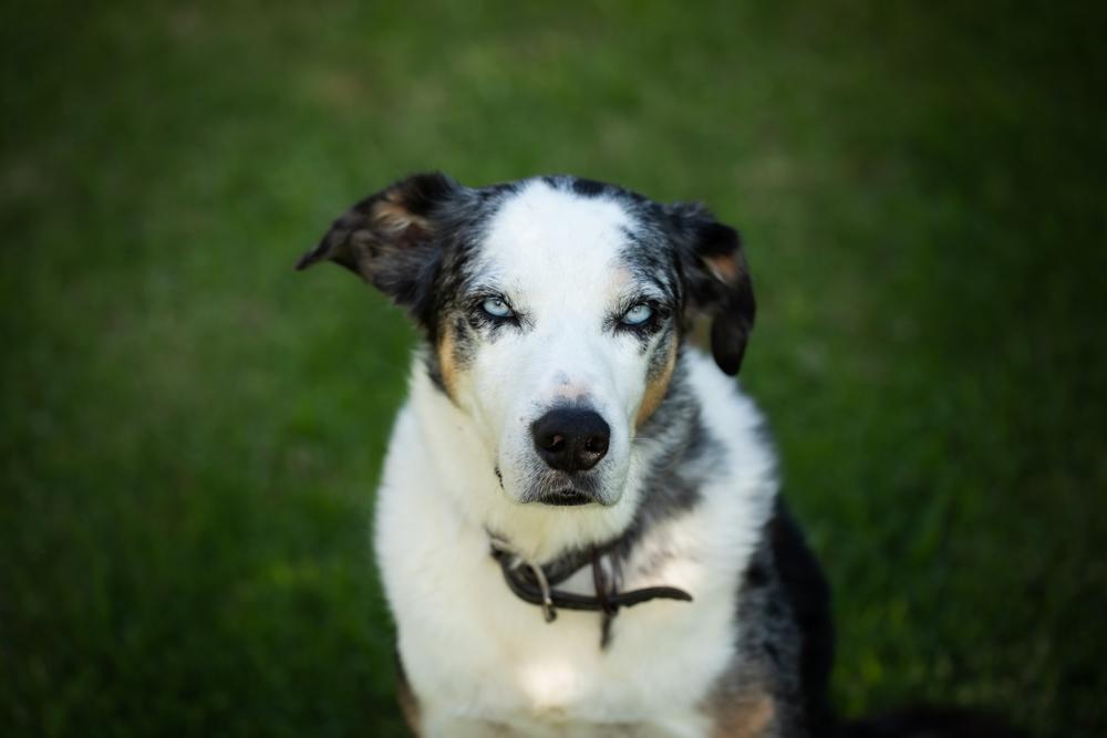 Здоровье и болезни джамен кули
