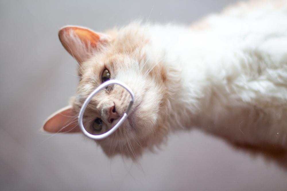 Воспитание лаперма