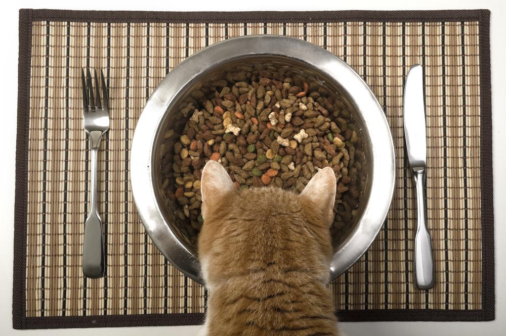 Клетчатка и ее роль в рационе кошек Клетчатка и ее роль в рационе кошек