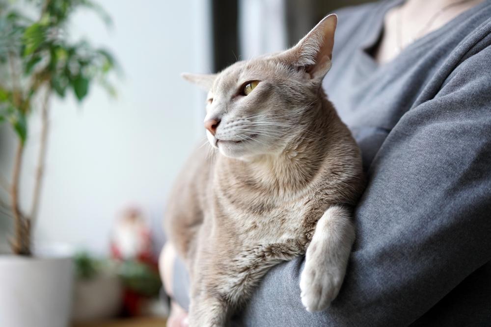 Однотонные окрасы ориентальных кошек: фавн Однотонные окрасы ориентальных кошек: фавн