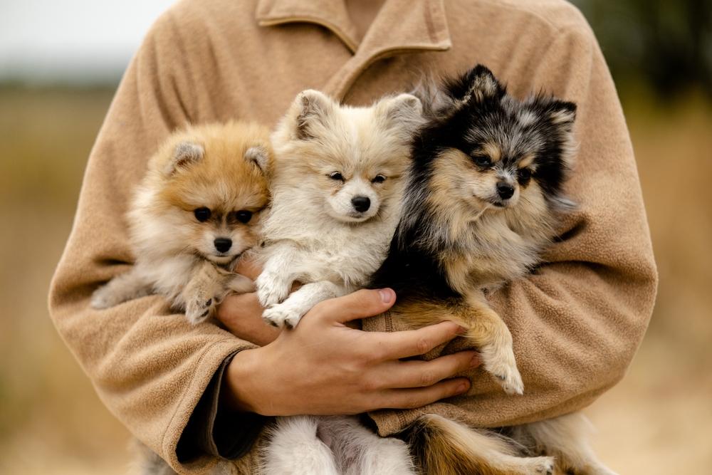 Выбор щенка померанского шпица, его первые дни дома