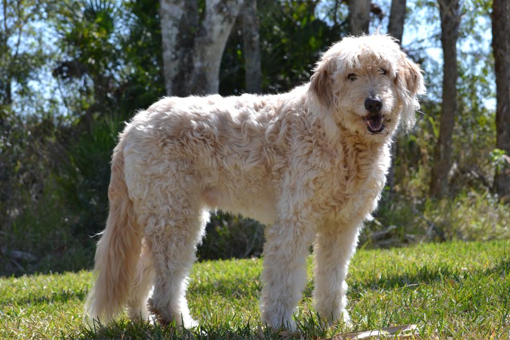 Внешность голдендудля