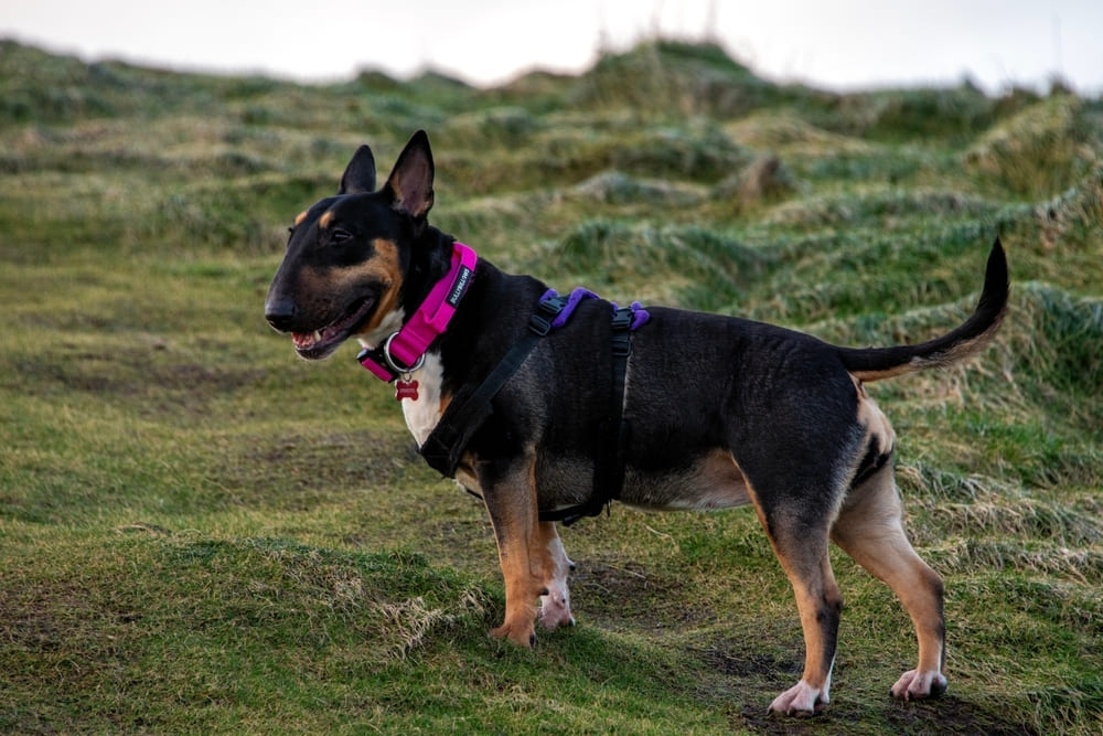 Собака породы бультерьер