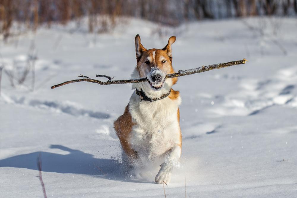 Воспитание гладкошерстного колли