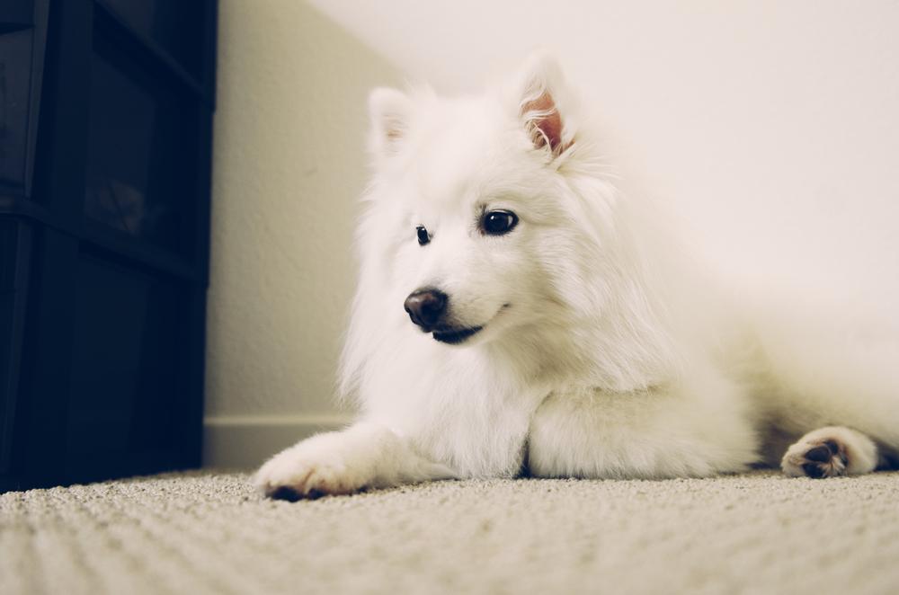 Содержание американского эскимосского шпица 