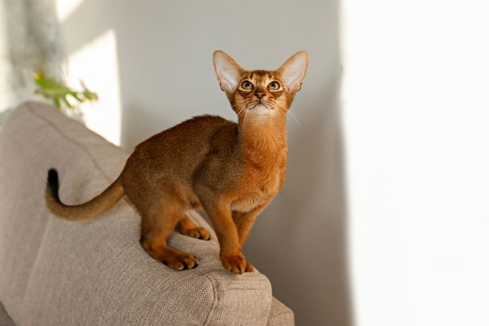 Вязать абиссинскую кошку допустимо только после наступления второй течки