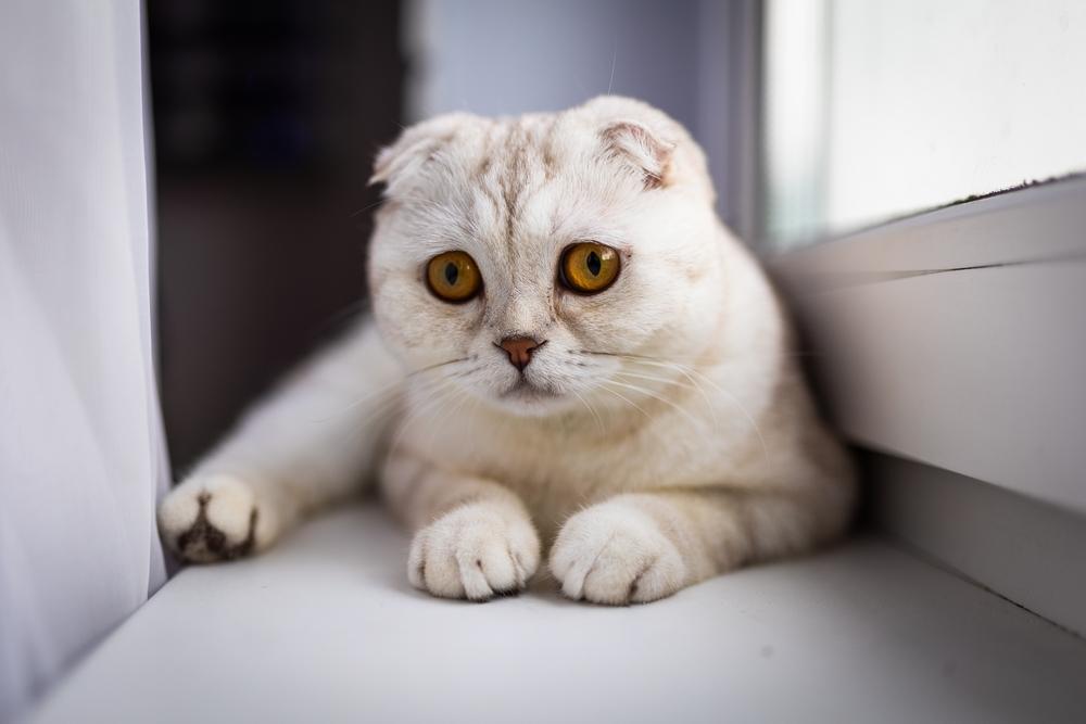 что такое охд, или остеохондродисплазия, у кошек что такое охд, или остеохондродисплазия, у кошек