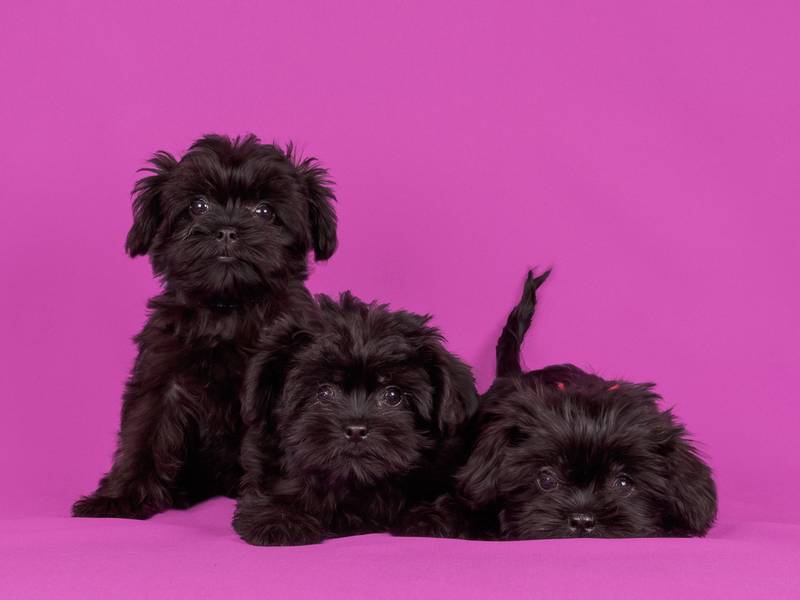 Щенки аффенпинчера