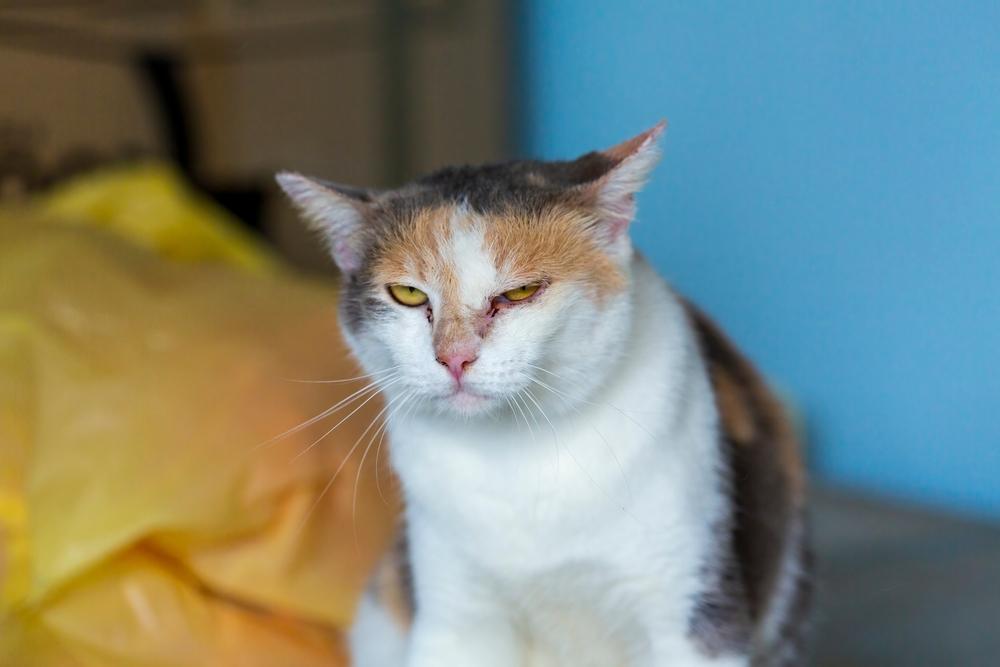 как уберечь кошку от дерматита