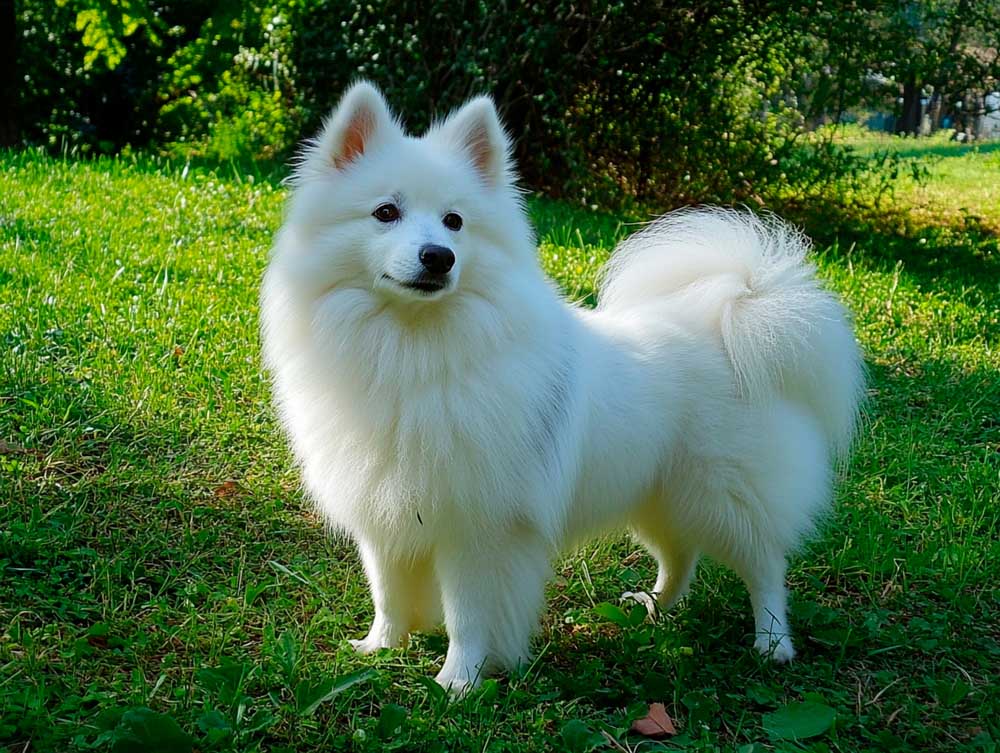 Итальянских шпицев важно социализировать