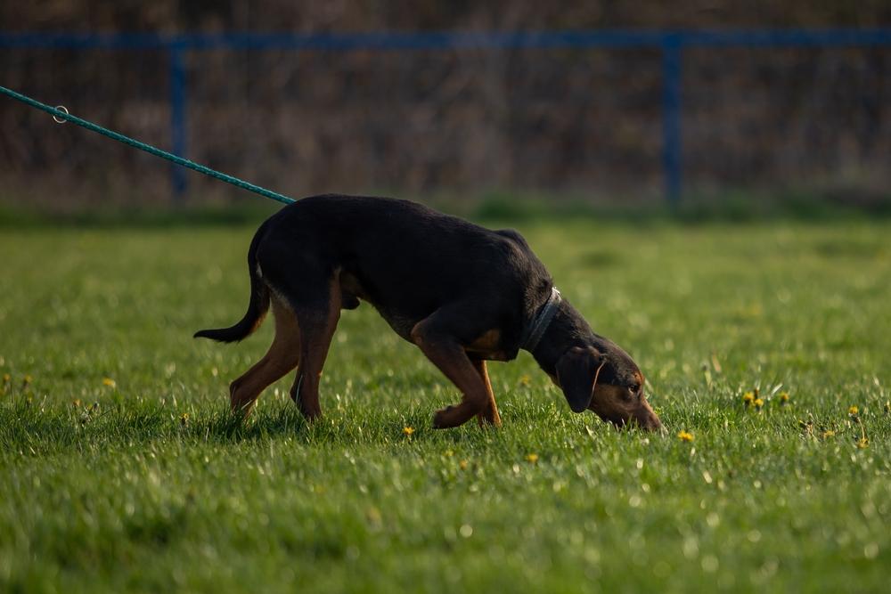 Дрессировка австрийской гончей