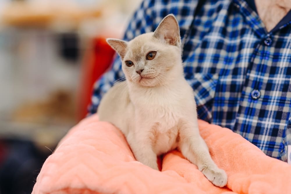 У бурманских кошек встречаются болезни ротовой полости