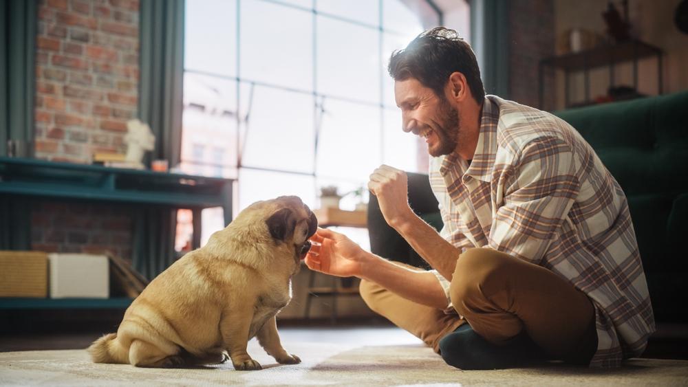 Социализация мопса Социализация мопса