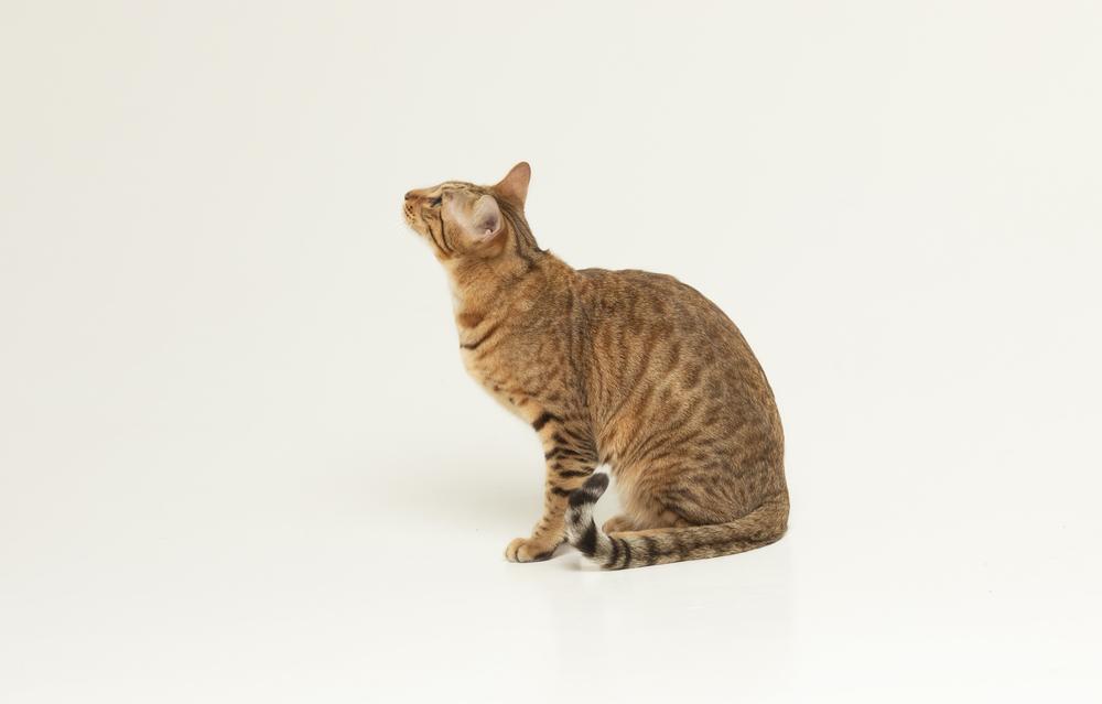 Особенности кормления серенгети