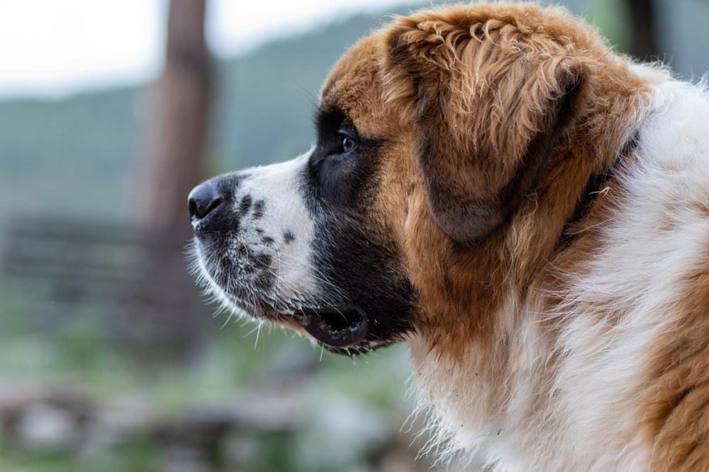 Какой характер у сенбернара и московской сторожевой?