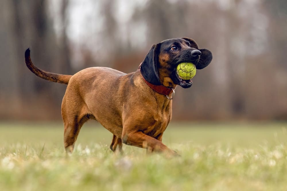 Баварской горной гончей нужна дрессировка