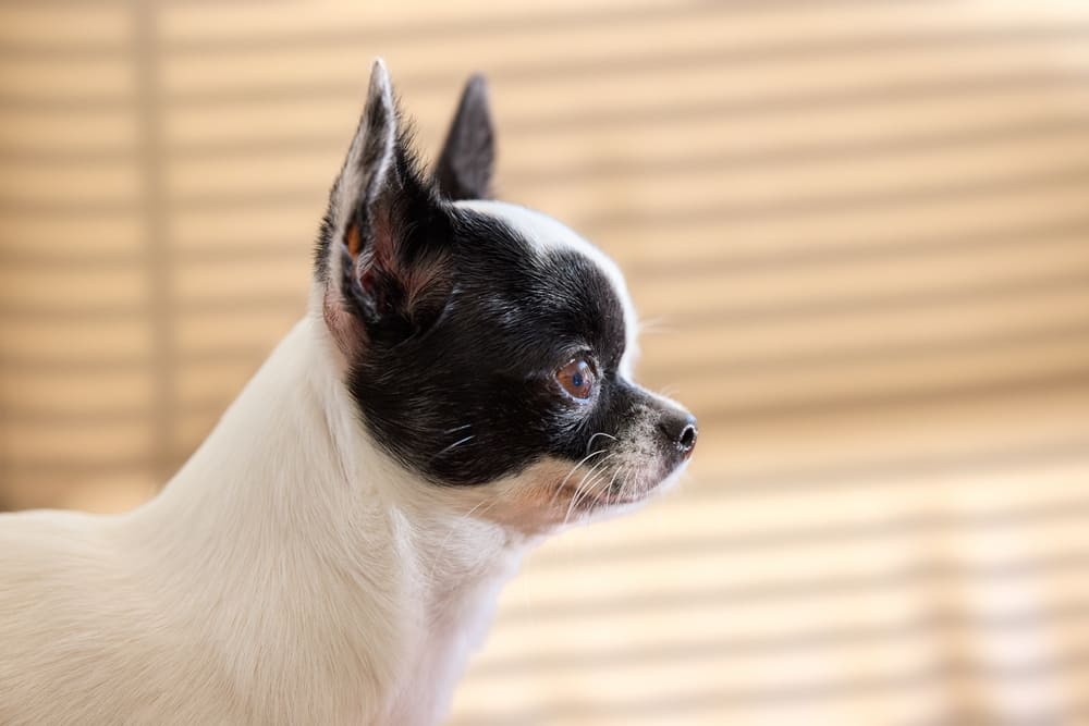 Дисбаланс в рационе влияет на то, сколько весит чихуахуа