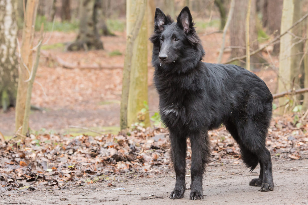Бельгийская овчарка грюнендаль
