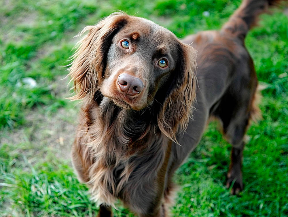 Лангхаары отличаются спокойствием