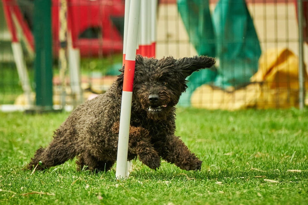 Испанская водяная собака отличается дружелюбием