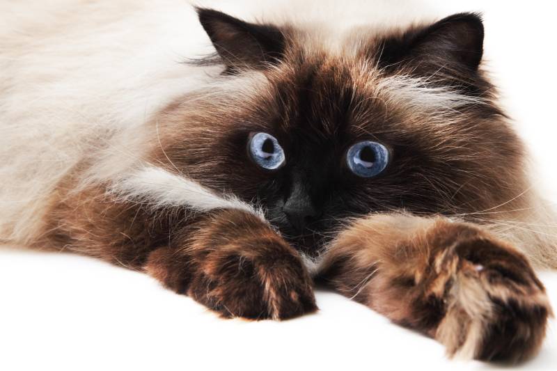 породы кошек из Америки: гималайская породы кошек из Америки: гималайская