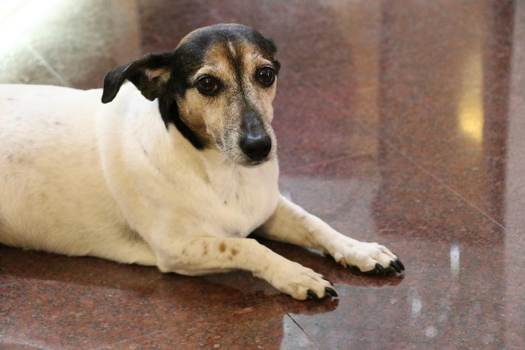 Причины развития синдрома Воблера у собак